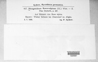 Phragmidium fusiforme image